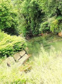 Scenic view of lake in forest