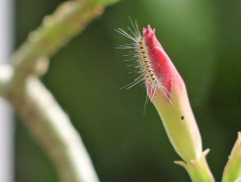 Close-up of succulent plant
