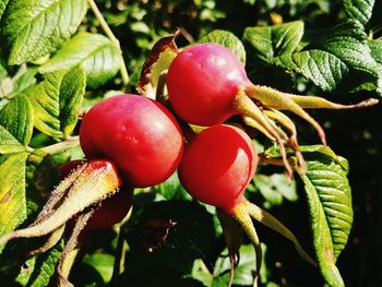 Close-up of cherries growing on tree