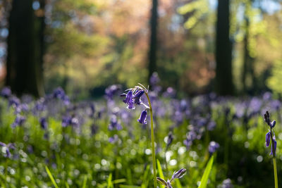 Close-up of bumblebee pollinating on purple flower