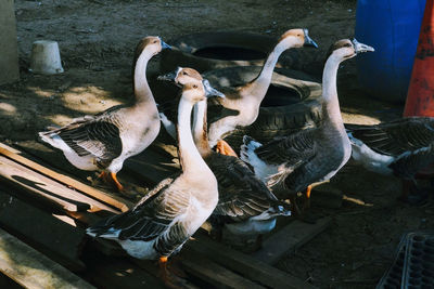 High angle view of birds
