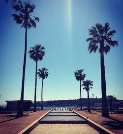 Palm trees on beach against clear sky