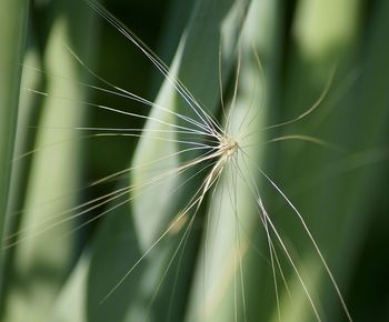 Close-up of spider on plant