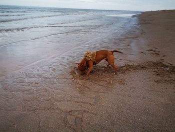 Dog on beach