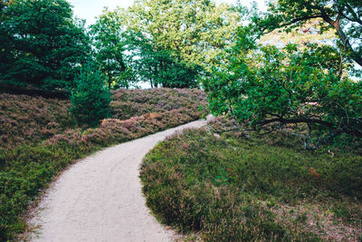 Road amidst trees and plants