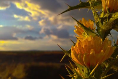 Close-up of insect on plant against sky at sunset