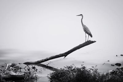 Bird perching on a tree