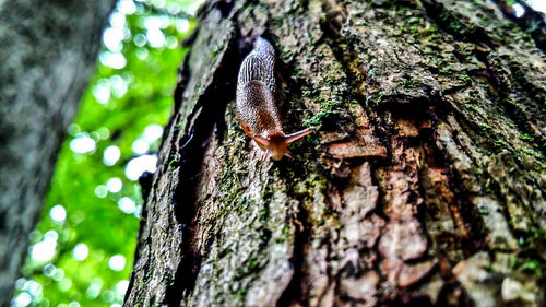 Low angle view of moss growing on tree trunk