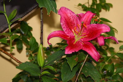 Close-up of pink flowering plant