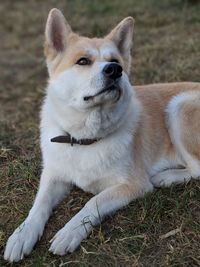 Dog looking away on field