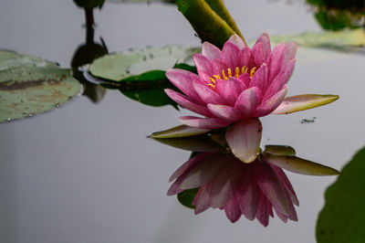 Close-up of pink water lily in lake