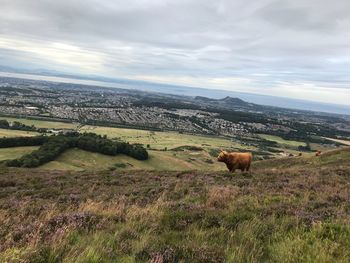 Highland cattle on mountain against sky