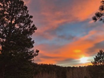 Silhouette trees in forest against orange sky