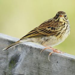 Close-up of bird perching on wood. looking at you