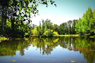 Reflection of trees in lake against sky