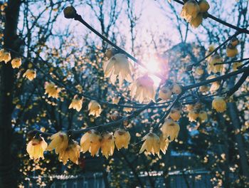 Low angle view of flower tree against sky