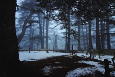 Trees in forest during winter