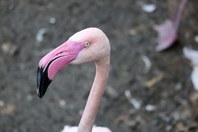 Close-up of a bird