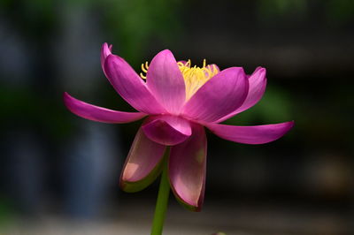 Close-up of pink flower