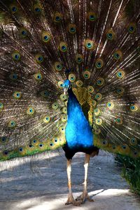 Portrait of peacock