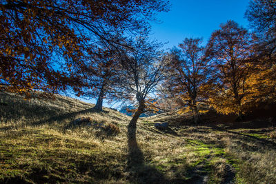 Trees in forest against blue sky