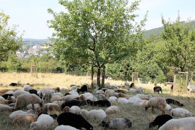 Flock of sheep grazing on landscape against sky