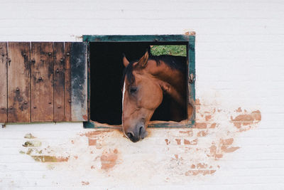 Horse in stable