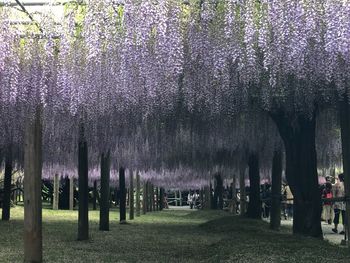 Panoramic shot of cherry blossom trees in park
