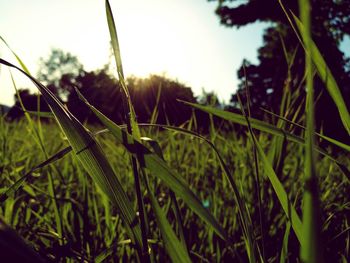 Close-up of grass in field