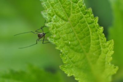 Mosquitoes to stick needles into leaves, the mosquito is often a carrier of infectious disease