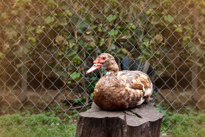 Bird perching on a fence