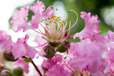 Close-up of pink flowers blooming outdoors