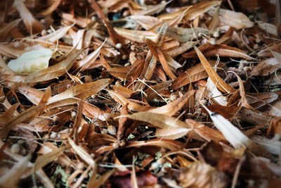 Close-up of dried leaves on field