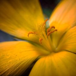 Close-up of yellow flowering plant