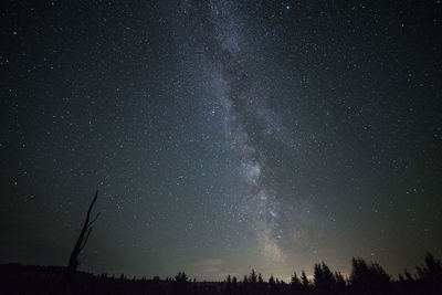 Low angle view of trees against star field at night