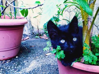 Portrait of cat on potted plant