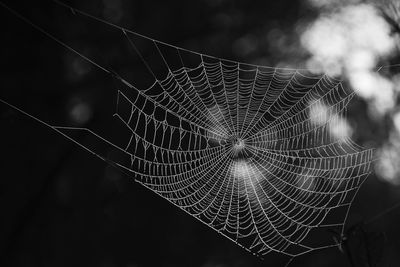 Close-up of spider web