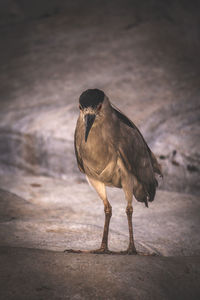 Close-up of bird