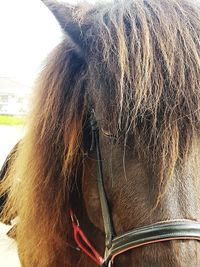 Close-up of horse eye against sky