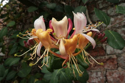 Close-up of flowers blooming outdoors