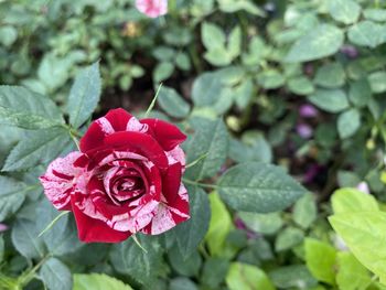 Close-up of red rose on plant