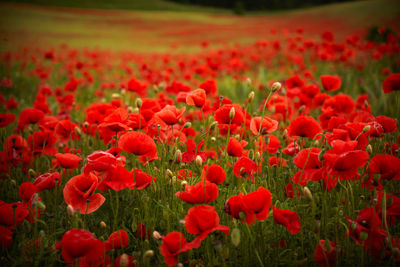 Close-up of red poppy flowers in field