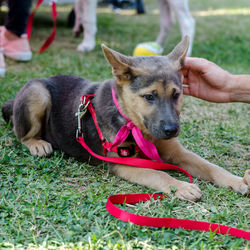 Close-up of dog on grass