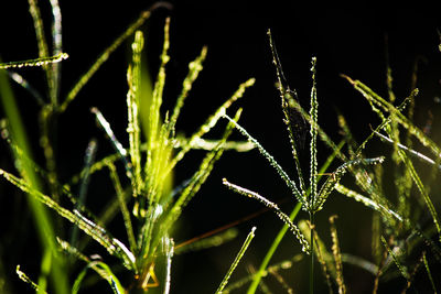 Close-up of wet grass