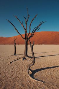 Bare tree on desert against clear sky