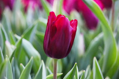 Close-up of red tulip