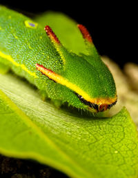 Close-up of insect on leaves