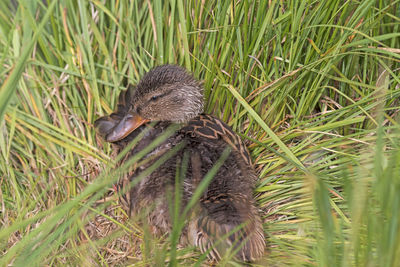 Mother duck nestled in the grass in rocky mountain national park in colorado