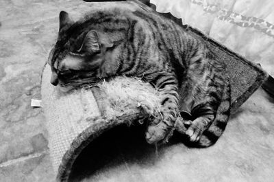 Close-up of cat sitting on floor