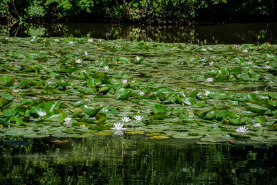 Water lily in lake